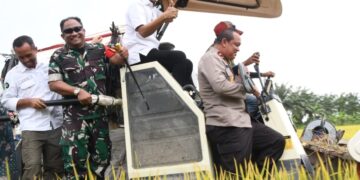 Pemkab Aceh Timur Gelar Panen Raya Padi, Dukung Swasembada Pangan Nasional